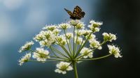 Afbeelding: dominik-resek-LHiToyCXsro-unsplash