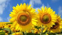 Afbeelding: zonnebloemen