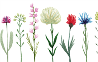 Afbeelding: bloemetjes